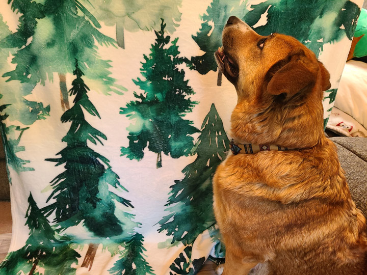 chinook dog